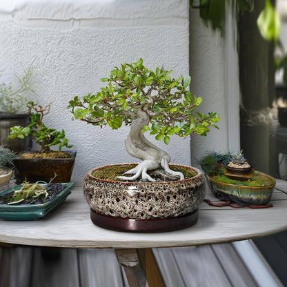 EPFamily Succulent Pots 10 Inch - Ceramic Bonsai Pots with Drainage Hole and Tray, Large Succulent Planters, Shallow Planter Indoor, Round Planter Bowl, Window Decor, Gifts for Plant Lovers, White