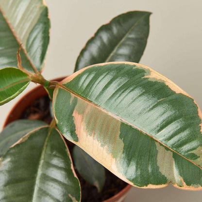 Ficus Elastica 'Ruby Pink' Live Plant for Indoor | Different Houseplants in 4'' & 6'' Pot | Real House Plant for Living Room, Office, Desk & Bathroom | Variegated Rubber Tree