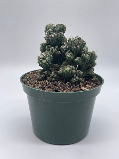 BubbleBlooms Crested Cereus Cactus in a 6 inch Pot Peruvian Apple Cactus, Repandus, uruguayanus, Hedge Cacti