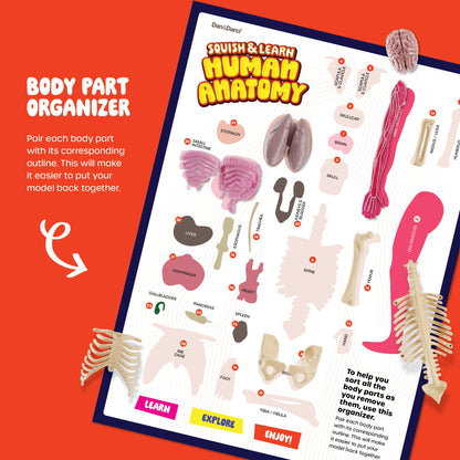 Dan&Darci Human Anatomy Squishy Body Model - Science Kits for Kids Ages 4-8 - STEM Toys for 4 5 6 7 8 Year Old Boy Birthday Gift - Learning Educational Toys for Ages 5-7 Boys Gifts - Skeleton Parts