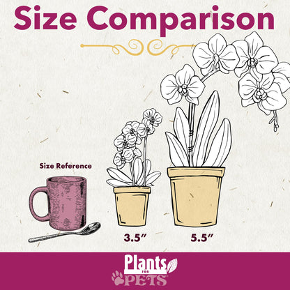 White Phalaenopsis Live Orchid Plant & White Orchid Pot, 20-24" Live Plant Gift, Fresh Orchids Plants Live House Plants, Live Plants Indoor Plants Live Houseplants Plant Lover Gift by Plants for Pets