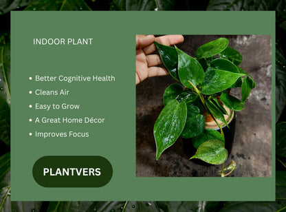 PLANTVERS Heart Leaf Jade Philodendron in a 4" Nursery Pot - Philodendron Hederaceum - Vining Houseplant - Low-Light Indoor Plant - Easy Care Air-Purifying Plant