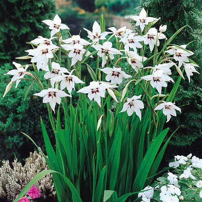 Votaniki Acidanthera Murielae Bulbs - Versatility, Fragrant Blooms, Perennial Peacock Orchid Flower Bulbs for Planting | Low Maintenance Garden Flowers (100 Pack)