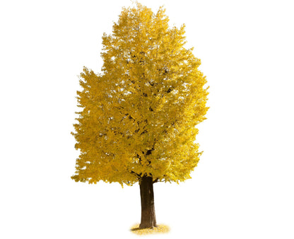 Ginkgo Tree (Ginkgo biloba) Live Tree | Ancient Hardy Shade Tree with Fan-Shaped Leaves | Brilliant Golden Fall Color (2 Trees)