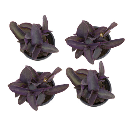 Live Spiderwort Tradescantia (4 Pack), Purple Heart Plants, Trailing Plants & Vines, Outdoor Garden Perennial & Annual, Hardy, Easy to Grow Spring Flowers