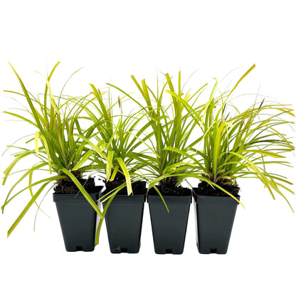 4 Everillo Sedge Grass – Evergreen Clumping Ornamental Grass with Arching Golden Foliage for Shade, Borders & Containers (Carex oshimensis ‘Everillo’) in 3.5″ Cubes, Live Plants