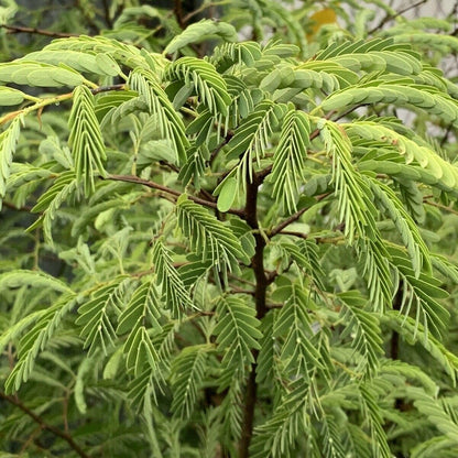 Live Plant - Sour Tamarind (Tamarindus Indica) Live Fruit Tree 2′-3′ Feet Tall