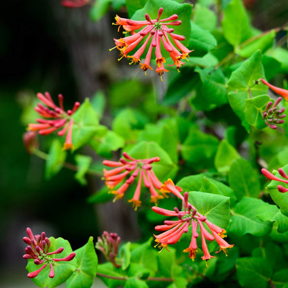 Easy to Grow Honeysuckle 'Dropmore Scarlet' - Live Potted Garden Plant, Fragrant Red & Orange Flowering Blooms