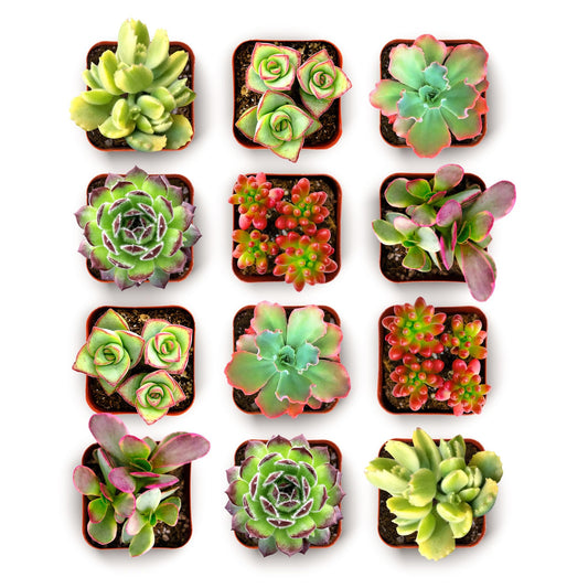 Shop Succulents Spring Beauties Bulk Succulent Plant Pack – Live Mini Succulent Plants, Bright Colorful Mix, Easy Care Houseplants – Gardening, Terrariums, Gifts & Party Favors, 2" Pots