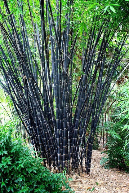50 Tropical Black Bamboo Seeds Perennial Ornamental Seed Privacy