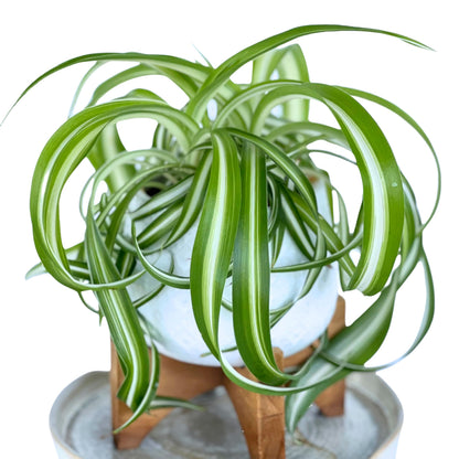 Dr. Lu’s Organic Bonnie Curly Spider Plant | Air Purifying House Plants | Rooted Spider Plant | Easy Grow Indoor Plants | Live Plants in 4'' Nursery Pot