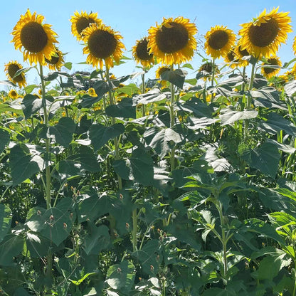 TnT Seed Company Mammoth Grey Stripe Sunflower Seeds for Planting – 1 lb Bulk Bag – Giant Sunflowers for Gardens & Food Plots – Supports Bees, Pollinators, Birds, Wildlife & Deer