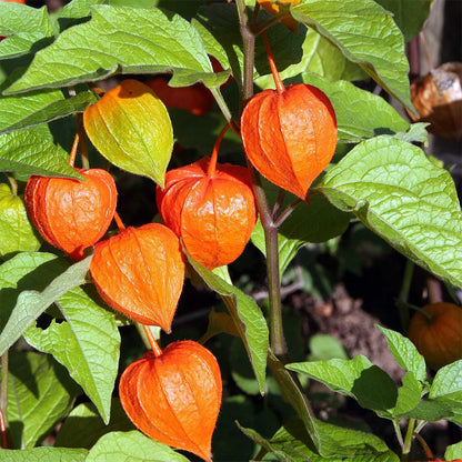 Frozen Seed Capsules - Chinese Lantern (Physalis Alkekengi) - Grow Now or Store for Future Planting - Capsule of 30 Seeds
