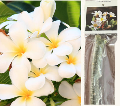 White Plumeria Live Plant - Easy Care Tropical Houseplant with Fragrant Flowers, Hawaiian Indoor Outdoor Plant Cutting for Home Garden