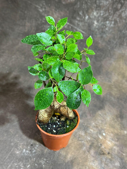 PLANTVERS Bonsai Ginseng in 4" Grow Pot – Ficus Macrocarpa – Bonsaificus – Live Indoor Bonsai Tree – Easy Care Houseplant – Dwarf Ficus Plant for Home or Office Décor