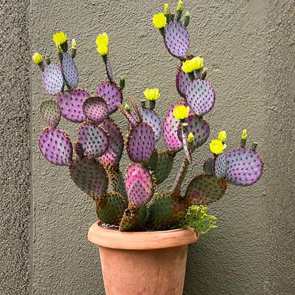 Set 2 Purple Prickly Pear Cactus, Fast Growing Cactus Live Plant 5-8'' Tall, Ready to Grow, Outdoor Garden Planting