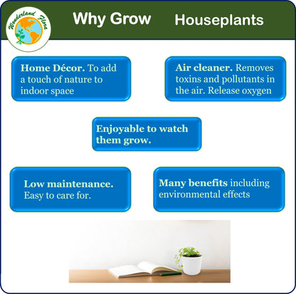 4PK 3'' Pot Live Plant Collection, No Duplicates for up to Four Packs (16 Plants), Live Indoor Houseplants, Live House Plants, Easy to Grow, Indoor Gardening, Home, Office Décor, Gifts