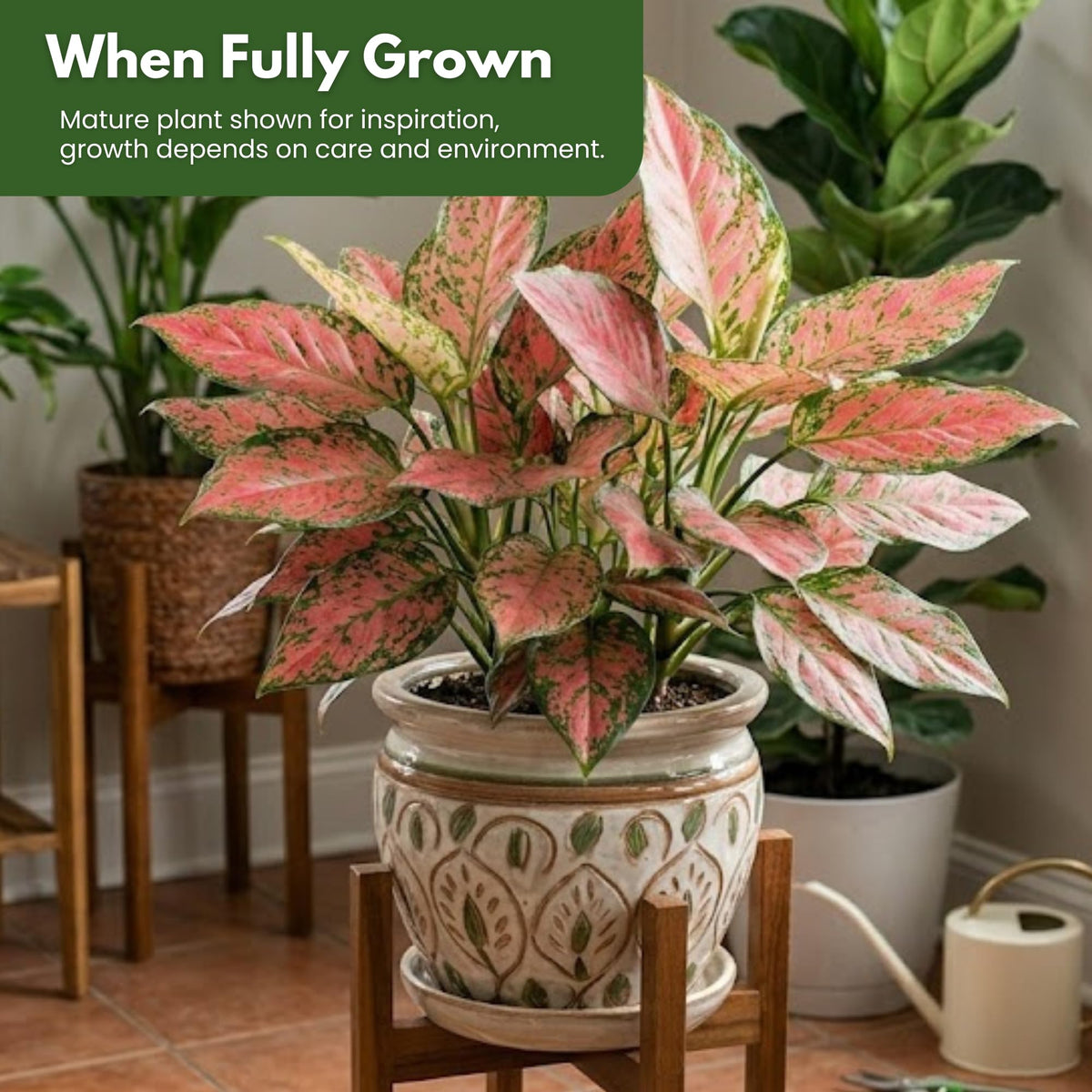 Aglaonema Ruby Ray Live Plant by United Nursery 6 inch Pink Decorative Pot Mother’s Day Gift for Patio and Home Decor Stunning Variegated Foliage Pink