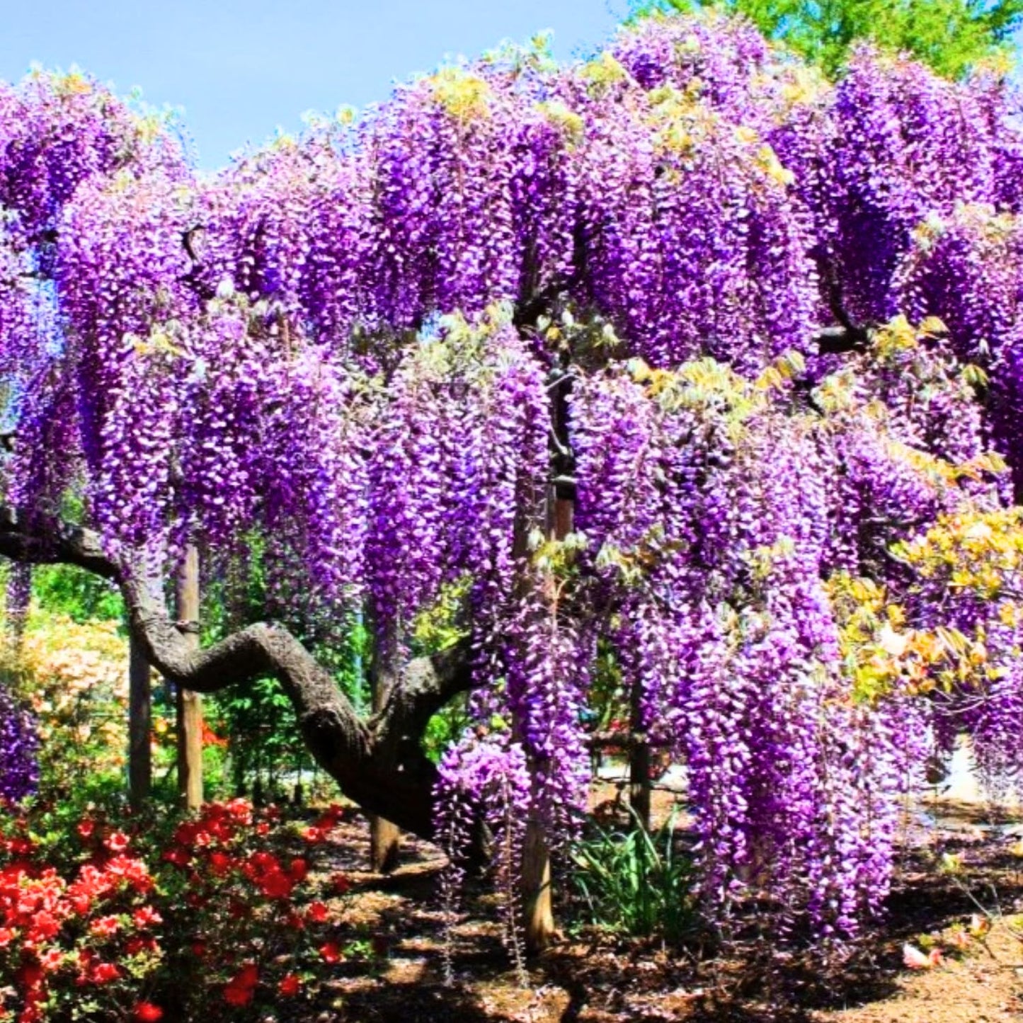2 Purple Wisteria Trees Live Plant, Purple Wisteria Plant Live 6-12 Inch Tall, Wisteria Vine Live Plant, Fragrant Flowers, in Pots