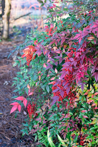 Nandina Domestica | 2 Extra Large Trade 3 Gallon Plants | Heavenly Bamboo | Vibrant Year-Round Color | Low Maintenance