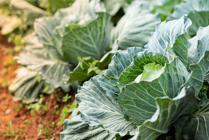 Bulk Red Acre Cabbage Seeds for Planting - 1 Pound Over 128,000 Heirloom Non GMO Seeds -Plant & Grow Outdoor Vegetable Garden