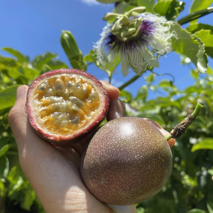 22+ Passion Fruit Seeds for Planting - Passion Seeds Passiflora Giant Granadilla Grow Your Own Plant Gardening Gift