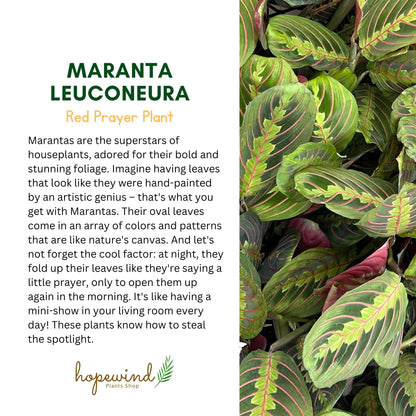 Hopewind Plants Shop, Red Prayer Plant, Red Maranta, Gorgeous Live Indoor Plant, Easy to Care and Rare Variety 4 inch Pot
