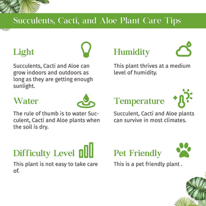 Succulent Elephant Bush Live Plant for Indoor | Different Houseplants in 4'' & 6'' Pot | Real House Plant for Living Room, Office, Desk & Bathroom | Portulacaria Afra