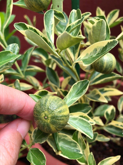 California only! Variegated Calamondin Calamansi Semi-Dwarf Tree, 24-36" Tall, grafted