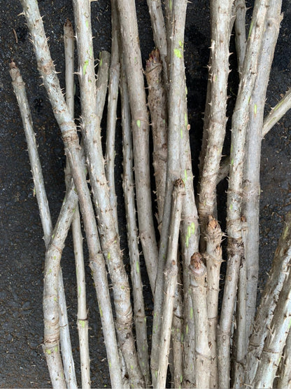 1 Branch/stem 32-34” Long of Aralia spinosa - Devil's Walkingstick.