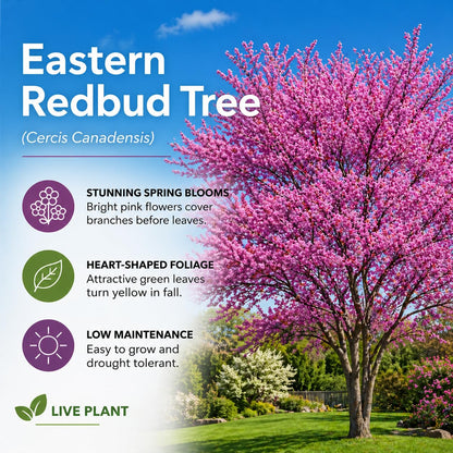3 Eastern Redbud Tree (Cercis Canadensis) Live Plant – Brilliant Pink Spring Blooms, Hardy Ornamental Flowering Tree, Perfect for Landscapes, Yards & Gardens (3 Live Trees)