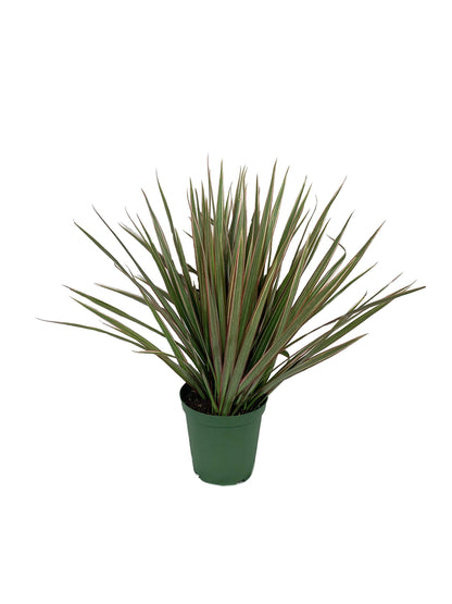 Dracaena Marginata Bicolor - Live Plant in a 6 Inch Pot - Dracaena Marginata 'Bicolor' - Beautiful Air Purifying Indoor Houseplant
