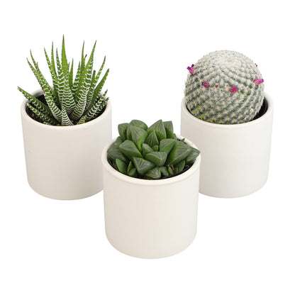 Plants for Pets Live Low Light House Plants in Ceramic Succulent Pots (3 Pack), Gasteria Succulent Plant and Cactus Plants Live with Potting Soil, Haworthia Succulents for Indoor Growing Home Décor