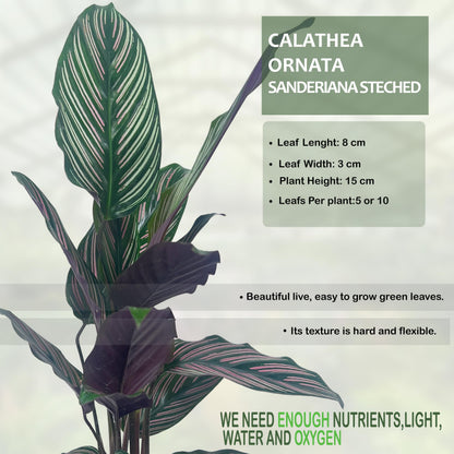 LEAL PLANTS ECUADOR Calathea Ornata Sanderiana Stretched (Pack of 2) Fascinating Leaf Movement, Easy Care Tropical Houseplant, Air-Purifying, Ideal for Home & Office Decor, Unique Living Plant Gift