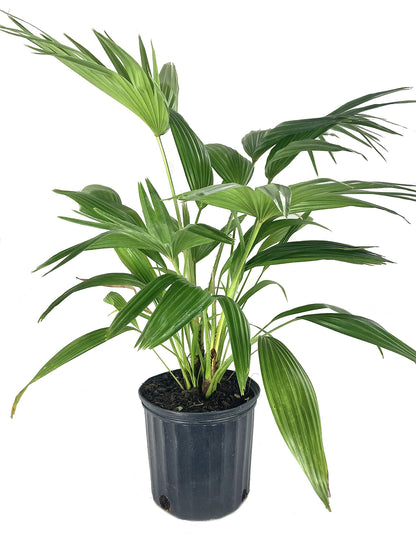 Chinese Fan Palm - Live Plant in an 10 Inch Growers Pot - Livistona Chinensis - Beautiful Clean Air Indoor Outdoor Houseplant