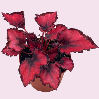 Harmony Foliage Harmony's Red Robin, Begonia Rex, Dark 4 inch Painted-Leaf Begonia, Variegated