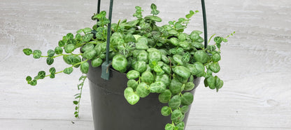 String of Turtles,Peperomia Prostrata Plant Live Rare Houseplants All Plants are Fully Rooted Plants in 4 inch Hanging Pot by 3exoticgreen
