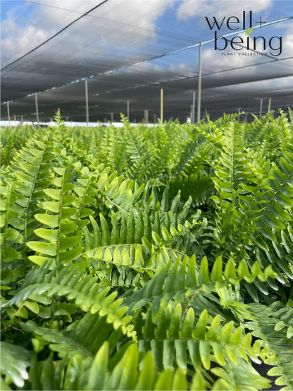 Nature's Way Farms Fern Macho Live Plant in Grower Pot (18-24 in. Tall)