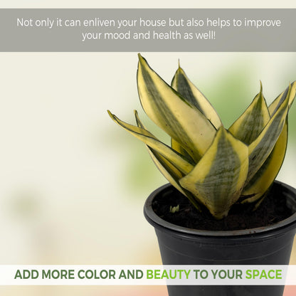 LEAL PLANTS ECUADOR Sansevieria Sunny Star (Pack of 2)| Sansevieria Laurentii – Sansevieria trifasciata Indoor Plant, Variegated Snake Plant, Unique Gift for Plant Lovers