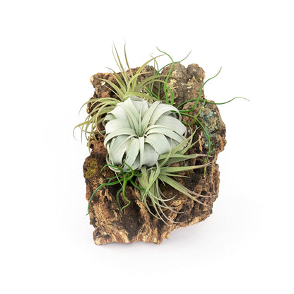 Large Natural Cork Bark DIY Kit with Five Assorted Air Plants, Glue and Hook - Live Tillandsia Succulent House Plant - Wholesale and Bulk - Easy Care Indoor and Outdoor Plants