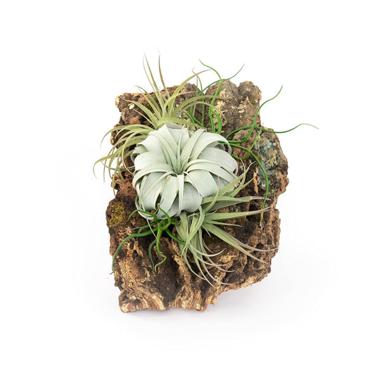 Large Natural Cork Bark DIY Kit with Five Assorted Air Plants, Glue and Hook - Live Tillandsia Succulent House Plant - Wholesale and Bulk - Easy Care Indoor and Outdoor Plants