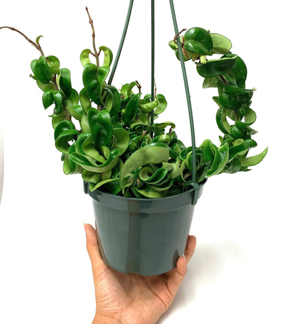 Hoya Compacta aka Hoya Hindu Rope Available in Large 6" Hanging Pot - Live Hoya Plant Air-Purifying Vine (XXL 6" Hanging Pot, Vines 1-3ft Long)