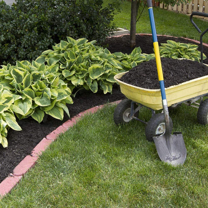 Fantastic Deal - 12 Bare Roots Hosta Plants - Mixed Heart-Shaped Hosta - Rich Green Foliage, Low Maintenance, Heart Shaped Leaves - Indoor and Outdoor