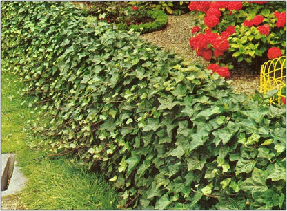 Live Plant - 5 Baltic Sub-Zero English Ivy Bareroot Plants, 6-12" Tall - Hedera Helix Baltica