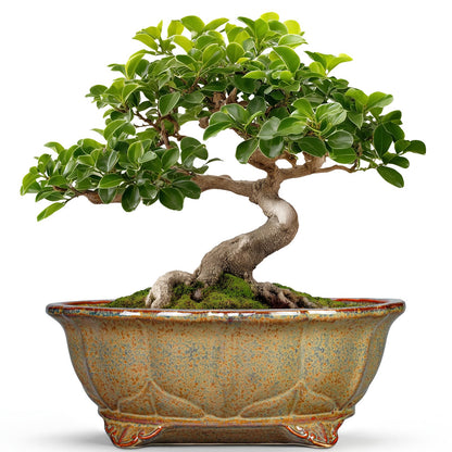 Teagas Ceramic Bonsai Pots - 11 Inch Succulent Planters for Indoor Outdoor Plants, Bonsai Tree Pots with Drainage Hole, Shallow Succulent Plant Pot, Room Decor, Plant Lover Gift, Oval Yellowish Brown