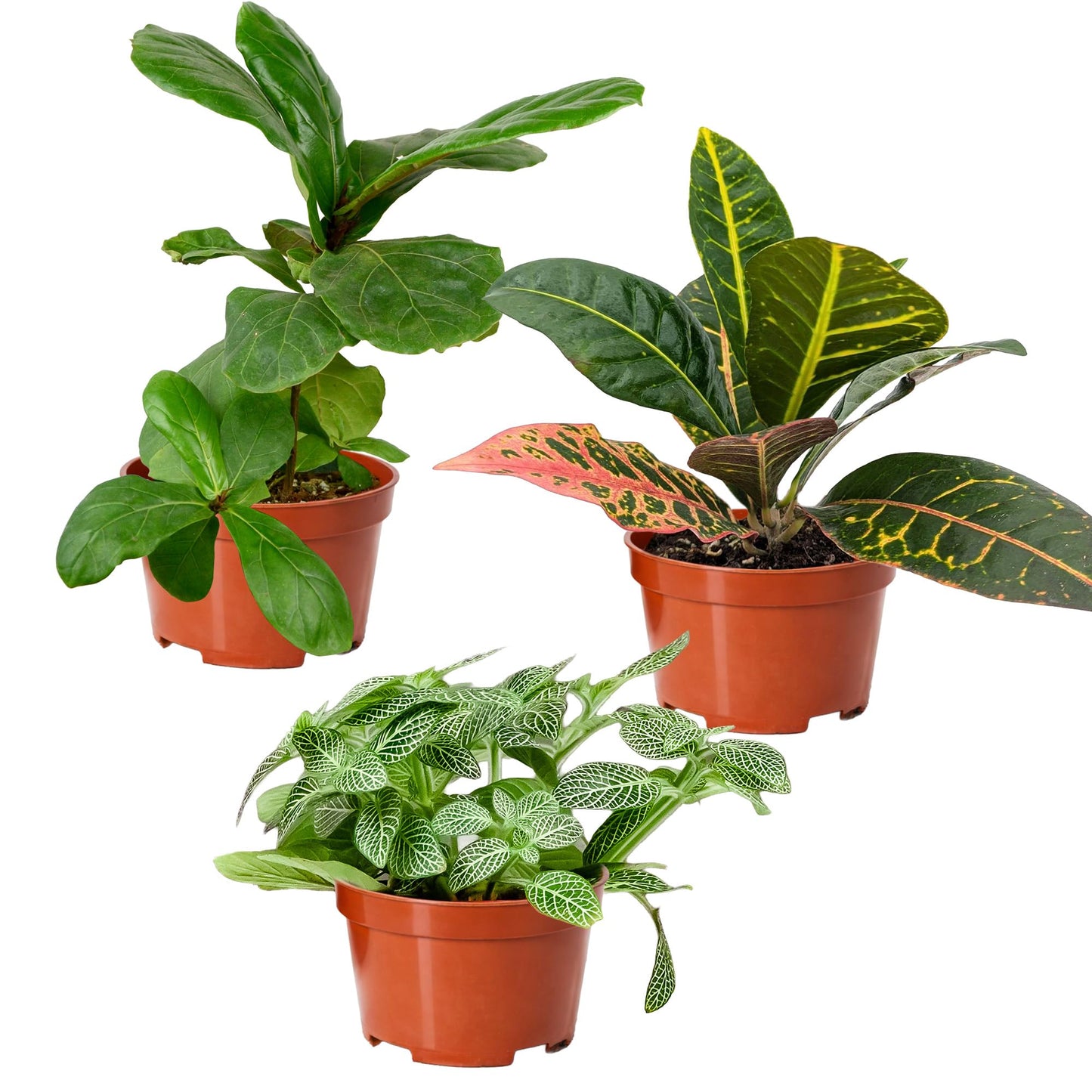 Easy to Grow Houseplants Mix Pack of 2 Full Size Potted Plants - Established & Rooted in 4" Quart Pots, Growers Assorted Mix of Air-Purifying Large Plants (Not Starter Plugs)