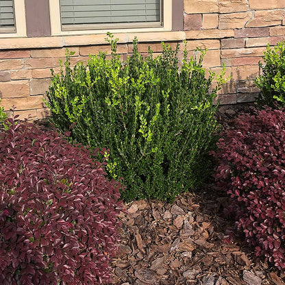 Boxwood Wintergreen, 1 Gallon