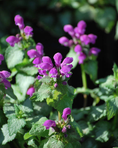Perennial Farm Marketplace Lamium maculatum ‘Beacon Silver’ (Dead Nettle) Live Perennial, Size-#1 Container, Pink Spring Flowers with Silver Variegated Foliage
