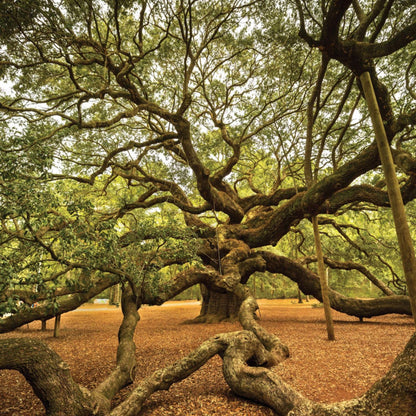 Southern Live Oak, Shade Tree, 7 gal. Nursery Pot (Due to Agricultural Laws, we Cannot Ship to CA, AZ, AK, or HI)
