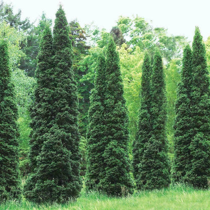 Live Plant - 25 Thuja Green Giant Arborvitae Trees/Shrubs, 6-12" Tall Live Plants, 2.5" Pots